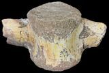 Triassic Fossil Phytosaur Vertebra - Texas #129352-4